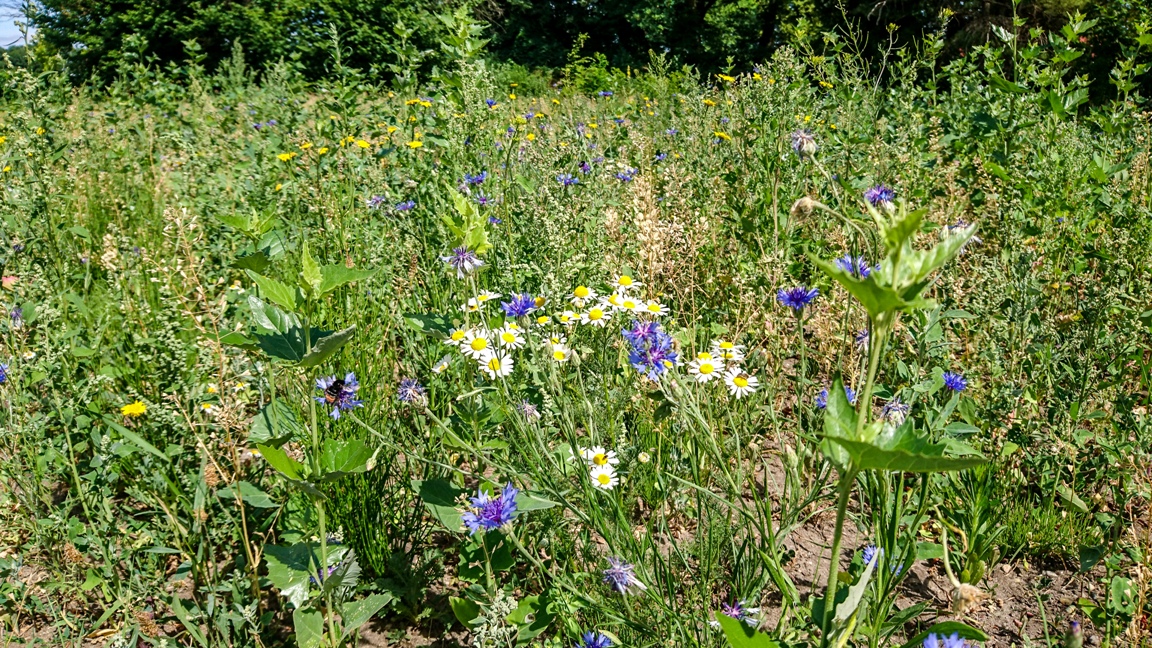 Blüten aus Genthin