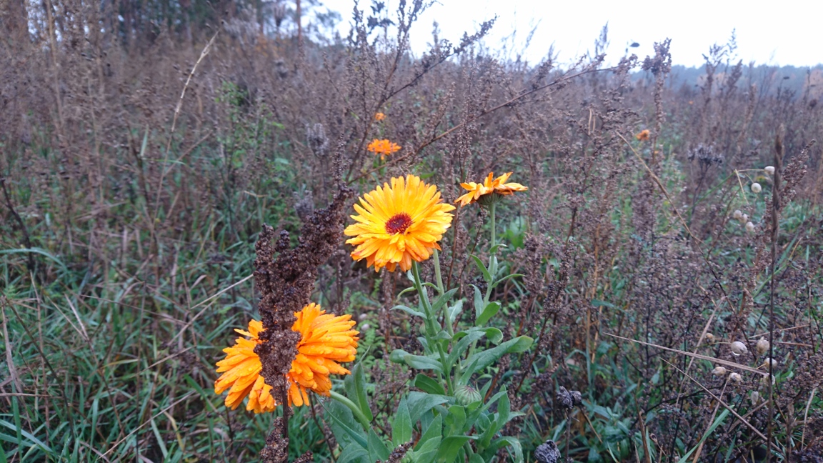 Blume-Cobbel-Herbst