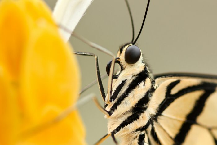 Schmetterling saugt netter aus einer Blume. Nahaufnahme